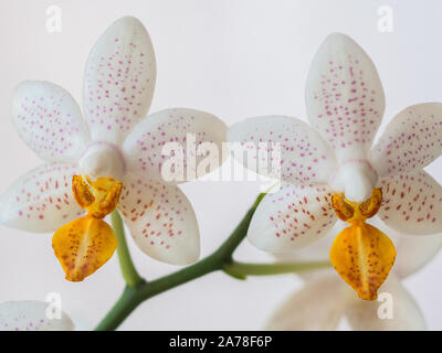 Weiße und gelbe Orchidee Blumen close up Stockfoto