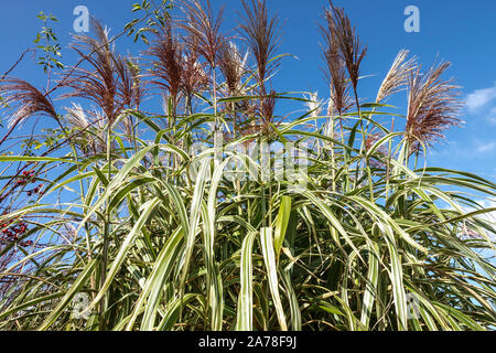 Miscanthus sinensis „Cosmopolitan“ Mädchen Gras Miscanthus Chinesisches Silbergras Eulalia, Stiele, Laub, Federn im Oktober Stockfoto