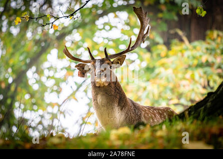 Einige wunderschöne Wildtiere in Yorkshire - Hirsche und Fasane Stockfoto