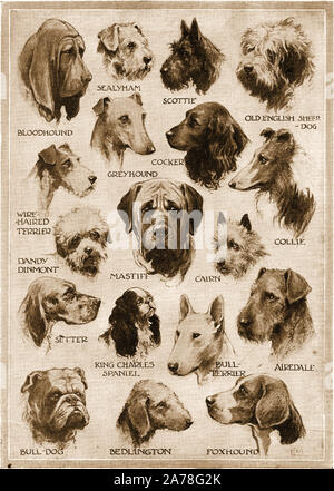 Ein 40er Magazin Abbildung mit verschiedenen Hunderassen. Stockfoto