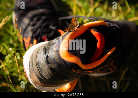 Kleiner Schmetterling sitzt auf Schwarz und Orange, Turnschuhe Stockfoto