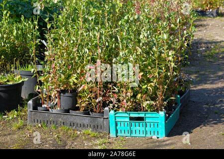 Garten Shop. Keimlinge von verschiedenen Sträuchern in Töpfen im Garten zu speichern. Kindergarten von grünen Pflanzen und Bäume für den Garten. Stockfoto