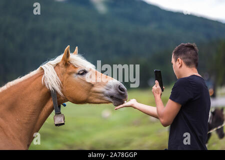 Dolomiten, Italien - Juli, 2019: Pferde in der Farm, Misurina, Cortina D'Ampezzo Dolomiten Italien Stockfoto