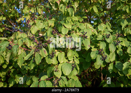 Zweig mit schwarze Früchte von Cornus sanguinea Strauch Stockfoto