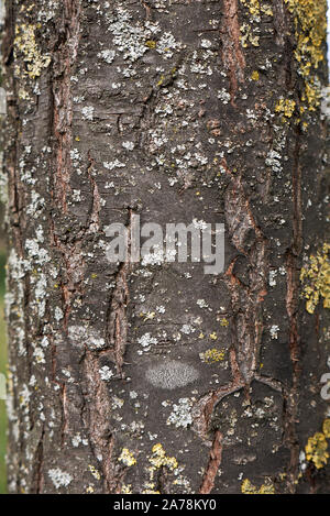 Prunus cerasifera nigra trunk Nahaufnahme Stockfoto