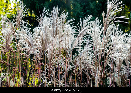 Miscanthus sinensis „Malepartus“ Garten hohe Pflanze Stauden Herbstsaison Oktober, Miscanthus fegt Maidengras Stockfoto