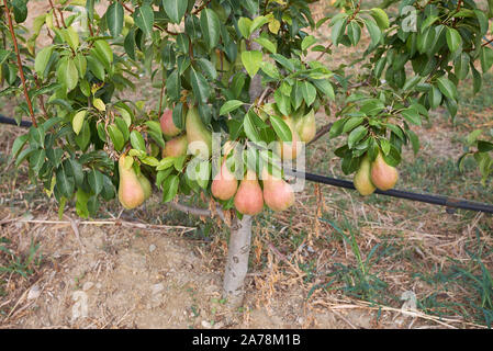 Pyrus Communis Obstgarten in Italien Stockfoto