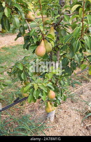 Pyrus Communis Obstgarten in Italien Stockfoto