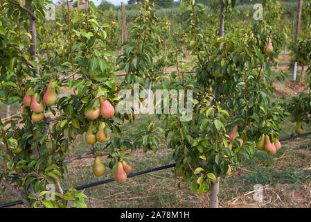 Pyrus Communis Obstgarten in Italien Stockfoto