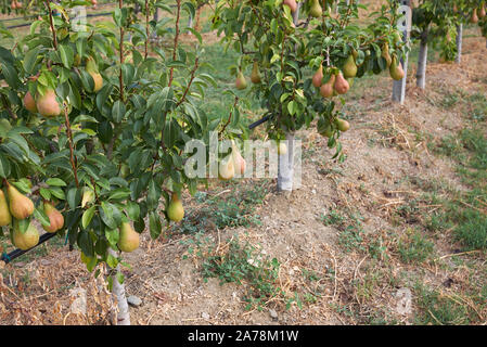 Pyrus Communis Obstgarten in Italien Stockfoto