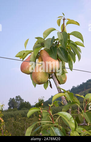 Pyrus Communis Obstgarten in Italien Stockfoto