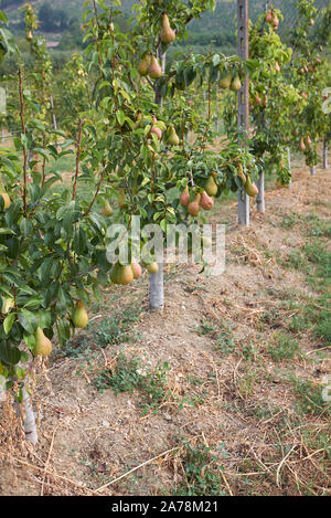 Pyrus Communis Obstgarten in Italien Stockfoto