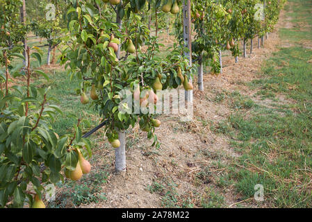 Pyrus Communis Obstgarten in Italien Stockfoto