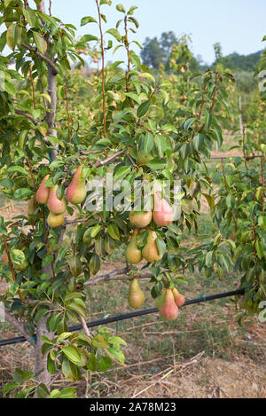 Pyrus Communis Obstgarten in Italien Stockfoto