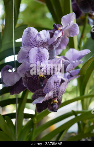Lila Blüten von Vanda coerulea Orchidee Stockfoto