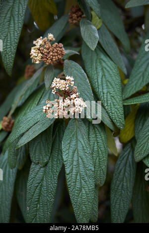 Viburnum rhytidophyllum Strauch in voller Blüte Stockfoto