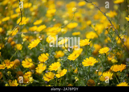 Bereich der gelben Wildblumen Stockfoto