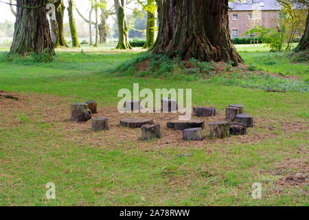 Fairy Kreis Stümpfe aus Gründen der Dumfries House in Ayrshire. Stockfoto