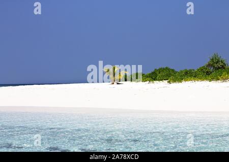 Isolierte Little Palm an einem weißen Sandstrand auf den Malediven (Ari Atoll, Asien) Stockfoto
