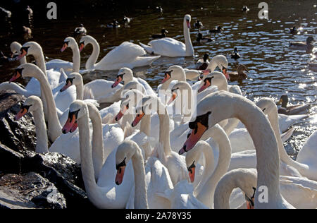 St Margarets Loch, Edinburgh, Schottland. 31. Oktober 2019. UK Wetter, bei diesem kalten Wetter von 6 Grad der Königin Höckerschwäne und andere ergänzende vorteilhaft Verfütterung von Getreide und Gemüse in Holyrood Park zu schätzen wissen. Park Rangers warnen vor der Fütterung nur weißes Brot, wie es behauptet wird keinen Nährwert zu haben und es kann Arthritis und Geburtsfehler verursachen. Stockfoto