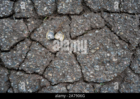 Muscheln, alte Asphalt Stockfoto