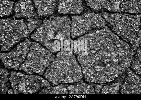 Muscheln, alte Asphalt Stockfoto