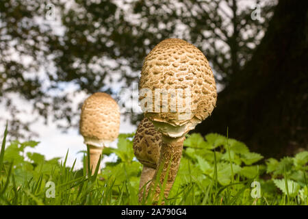 Junge Parasol Pilze lateinischer Name Macrolepiota procera Fruchtkörper eine essbare Pilze in der Regel in offenes Grasland gefunden Stockfoto