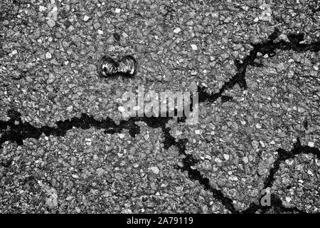 Muscheln, alte Asphalt Stockfoto