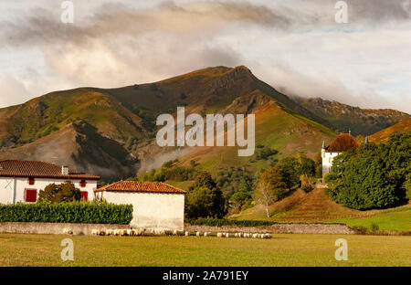 Schafe auf einem Feld in Saint-Étienne-de-Baïgorry, Baskenland, Frankreich Stockfoto