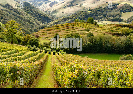 AOC Weingut Irouléguy mit Blick auf die Pyrenäen des Pays Basque, Irouléguy, Frankreich Stockfoto