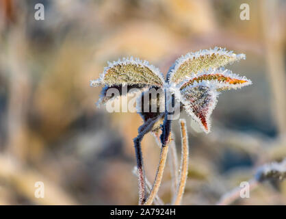 Eiskristalle der Reif auf gefrorene Blätter der ersten Oktober Frost im warmen Morgenlicht. Stockfoto