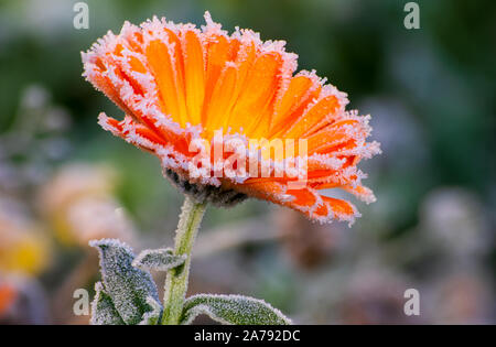 Reif auf Orange und Gelb calendula Blüten im Oktober Frost und warmen Morgenlicht. Stockfoto