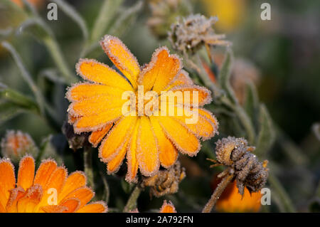 Reif auf Orange und Gelb calendula Blüten im Oktober Frost und warmen Morgenlicht. Stockfoto