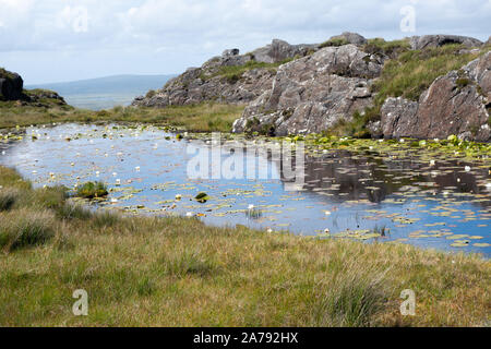 Kleinen Bergsee mit Seerosen in Connemara, County Galway, Irland Stockfoto