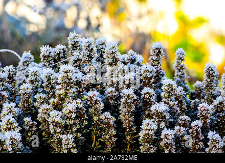 Raureif Eiskristalle der ersten Oktober Frost auf Bohnenkraut (Satureja hortensis) Pflanzen mit bokeh Hintergrund in der Morgensonne Stockfoto