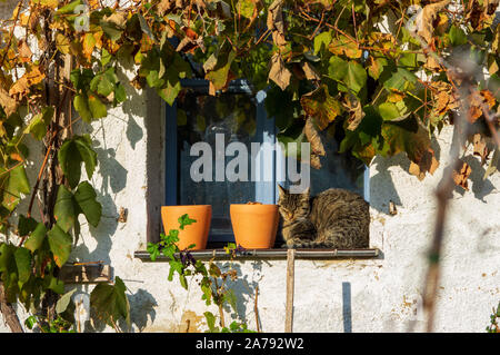 Hauskatze neben zwei Blumentöpfen auf dem Fensterbrett eines weißen Kalk sitzen gewaschen Cottage und Blue Window von Reben mit Herbst foilage im Gerahmten Stockfoto