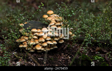 Kleine schöne Pilze wahrscheinlich die von Honig Pilz (Armillaria Mellea) wachsen auf einem Baumstumpf nahe, vor dem Hintergrund der Bäume im Wald Stockfoto