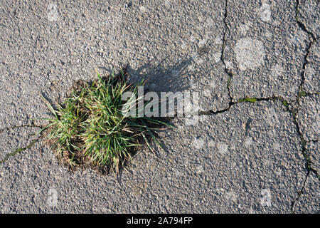 Eine Anlage brach durch den Asphalt. Stockfoto