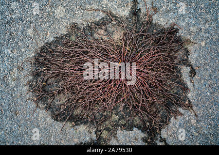Eine Anlage brach durch den Asphalt. Stockfoto