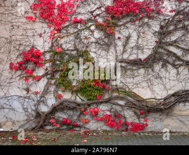 Schöne bunte Ivy mit herbstlichen Rot Farben gegen alte Mauer Stockfoto