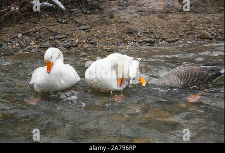 Weiße Gans bei einem Bad im Fluss Stockfoto