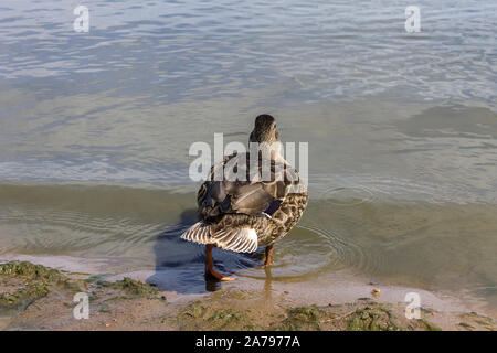 Eine einsame Ente am Strand in den See schwimmen Stockfoto