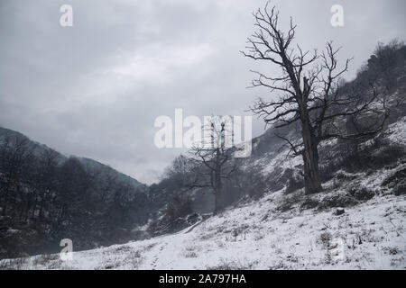 Winterlandschaft, alte Bäume in der nebligen und kalten Tag mit Schnee. Stockfoto