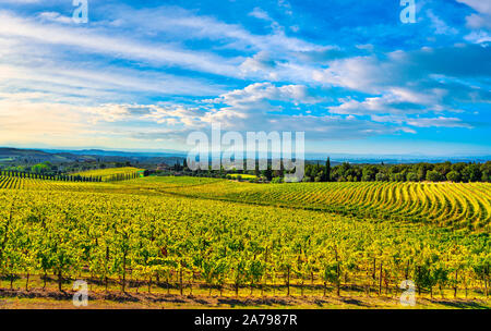 Chianti Weinberg und Panorama bei Sonnenuntergang im Herbst in der Nähe von Siena. Toskana, Italien Europa. Stockfoto