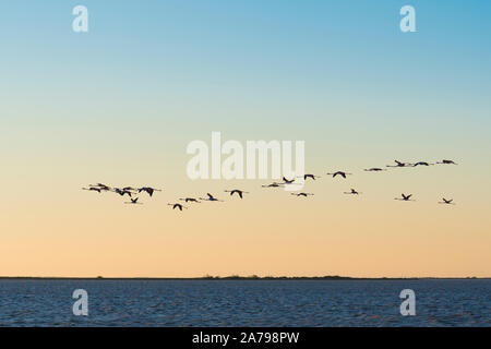 Flamingos (Phoenicopterus Roseus), Camargue, Anfang Mai, Frankreich, von Dominique Braud/Dembinsky Foto Assoc Stockfoto