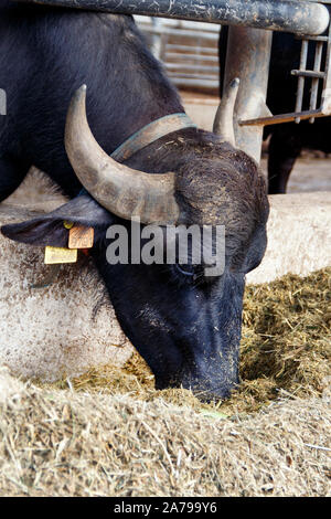 Buffalo Zucht in der Nähe von Salerno für die Herstellung von Büffelmozzarella, Kampanien, Italien Stockfoto