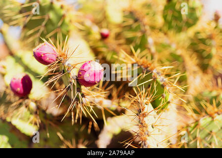 In der Nähe von Opuntia ficus-indica, Feigenkaktus oder Feigenkaktus, mit roten Früchten Stockfoto