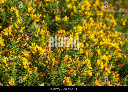 Nahaufnahme von gelben Blumen Blume auf Ginster Busch Büsche England UK Vereinigtes Königreich GB Großbritannien Stockfoto