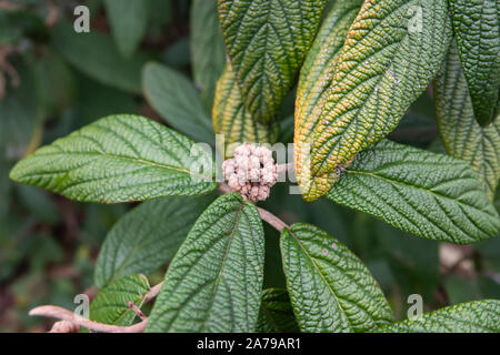 Lederfarn Viburnum Blütenknospen im Winter Stockfoto