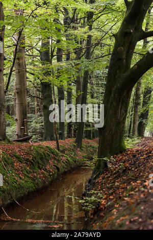 Herbst Wald in Holland mit einem kleinen Fluss Farben Rot und Grün Stockfoto